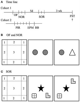 The Behavioral Consequence of Phenylketonuria in Mice Depends on the Genetic Background